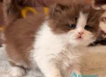 Amber - British Shorthair Kitten For Sale - Pembroke Pines&comma; FL&comma; US