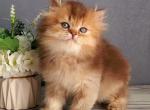 Ginger&lowbar; - British Shorthair Kitten For Sale - Pembroke Pines&comma; FL&comma; US