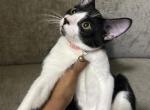 The cuties - American Shorthair Kitten For Sale - Bronx&comma; NY&comma; US
