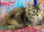 Darina - Minuet Kitten For Sale - Norwalk&comma; CT&comma; US
