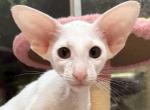 White Male Kitten OSH - Oriental Kitten For Sale - NJ&comma; US