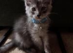 Atlas - Maine Coon Kitten For Sale - 