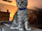 Apollo - Maine Coon Kitten For Sale - Bechtelsville&comma; PA&comma; US