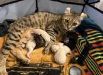 Jangle Bengal Highland kittens - Highlander Kitten For Sale - Fitchburg&comma; MA&comma; US
