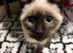 princess - Siamese Kitten For Sale - Adams&comma; WI&comma; US