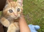 No charge completely free - Domestic Kitten For Sale - Brownstown Township&comma; MI&comma; US