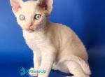 Marina - Devon Rex Kitten For Sale - Norwalk&comma; CT&comma; US