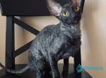 Darjeeling - Cornish Rex Kitten For Sale