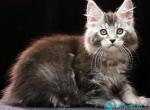 Delicious - Maine Coon Kitten For Sale - Hollywood&comma; FL&comma; US
