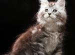 Darwin - Maine Coon Kitten For Sale - Hollywood&comma; FL&comma; US