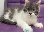 Semyon - Maine Coon Kitten For Sale - Hollywood&comma; FL&comma; US