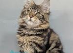 Jolly&lowbar; - Maine Coon Kitten For Sale - Hollywood&comma; FL&comma; US