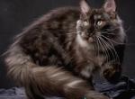 Gladys - Maine Coon Kitten For Sale - Hollywood&comma; FL&comma; US