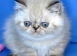Pepa - Exotic Kitten For Sale - Pembroke Pines&comma; FL&comma; US