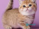 Tiger - Munchkin Kitten For Sale - Pembroke Pines&comma; FL&comma; US