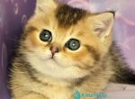 Bumble - Munchkin Kitten For Sale - Pembroke Pines&comma; FL&comma; US