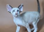 Ink - Siamese Kitten For Sale - Pembroke Pines&comma; FL&comma; US