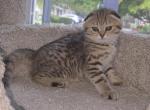 Molly - Scottish Fold Kitten For Sale - 