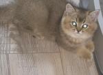 Charlie - Scottish Fold Kitten For Sale - Naperville&comma; IL&comma; US
