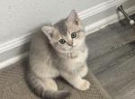 Vivi - British Shorthair Kitten For Sale - Houston&comma; TX&comma; US