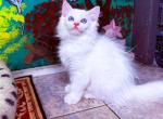 Jasmine & Wooly - Ragamuffin Kitten For Sale - 