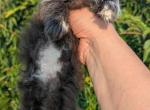 Black and white bicolor male - Persian Kitten For Sale - NY&comma; US
