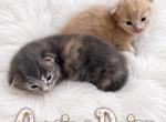 Sarasota Maine Coons - Maine Coon Kitten For Sale - Sarasota&comma; FL&comma; US
