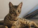 F4  Mr Romeo - Savannah Kitten For Sale - Lakeland&comma; FL&comma; US