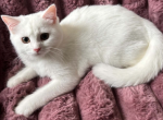 Scottish Straight Luna - Scottish Straight Kitten For Sale - Davenport&comma; FL&comma; US