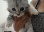 Polydactyl kittens - Polydactyl Kitten For Sale - Peabody&comma; MA&comma; US