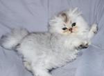 Spencer - Persian Kitten For Sale - 