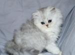 Sawyer - Persian Kitten For Sale - 