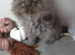 Fiona's Babies - Persian Kitten For Sale - Topeka&comma; KS&comma; US