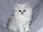 Lila - Persian Kitten For Sale - Boiling Springs&comma; PA&comma; US