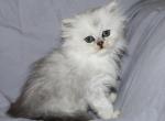 Lily - Persian Kitten For Sale - Boiling Springs&comma; PA&comma; US
