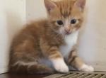 Halloween Kittens - Domestic Kitten For Sale - 