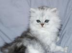 Luka - Persian Kitten For Sale - Boiling Springs&comma; PA&comma; US