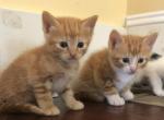 Pumpkin - Domestic Kitten For Sale - Huntly&comma; VA&comma; US