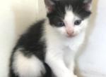 Ghost - Domestic Kitten For Sale - 