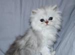 Liam - Persian Kitten For Sale - Boiling Springs&comma; PA&comma; US