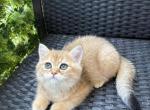 Roma - American Wirehair Kitten For Sale