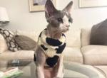 THOMAS - Domestic Kitten For Sale - Temple City&comma; CA&comma; US