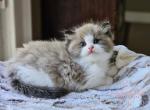 Seal mink bicolor - Ragdoll Kitten For Sale - 