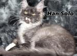 Boos litter - Maine Coon Kitten For Sale - 