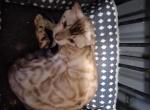 meowth - Bengal Kitten For Sale - ME&comma; US