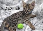 F4 SBT Savannah Kitten - Savannah Kitten For Sale - 