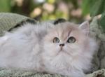 Blossom - British Shorthair Kitten For Sale - Bly&comma; OR&comma; US