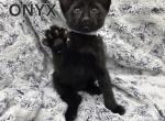 F4 SBT Savannah Kitten Onyx - Savannah Kitten For Sale - 