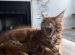 Creamsicle Litter - Maine Coon Kitten For Sale - Palmer&comma; MA&comma; US