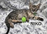F4 SBT Savannah Nico - Savannah Kitten For Sale - Portland&comma; OR&comma; US